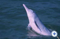 中华白海豚的群居结构非常的...