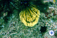 海胆最大的特征是那带有刺的硬壳...