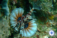 狮子鱼栖息在礁石区...