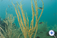 柳珊瑚大多生长在礁岩边...
