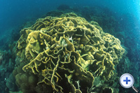 石珊瑚有一坚硬的碳酸钙骨骼。