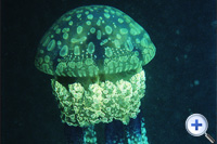 在海下湾海岸公园可以找到...