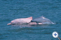 中华白海豚的群居结构...