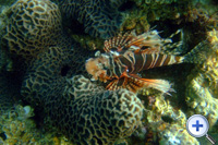 狮子鱼栖息在礁石区...