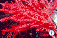 海下湾海岸公园为红珊瑚...