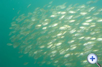 泥鯭进食礁石上之海藻...