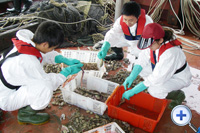 采集和分类生物样本