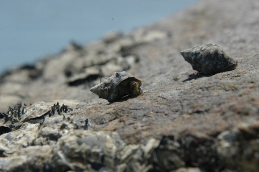 (照片：疣荔枝螺)