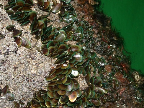 (照片：翡翠贻贝)