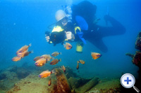 金疏蘿棲息在礁石區。