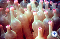 海葵形狀如珊瑚蟲，但牠們大都是
