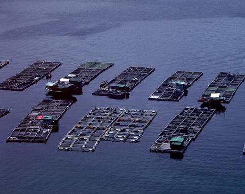 塔門海魚養殖