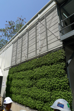 工地寫字樓垂直綠化